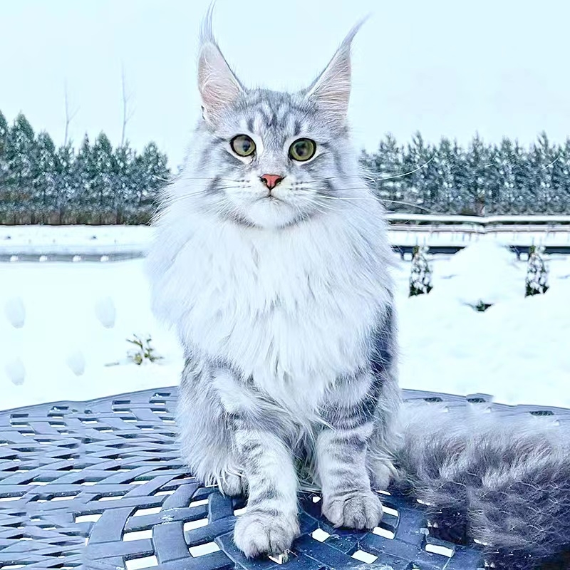 猫舍直销,批发价出售,缅因猫